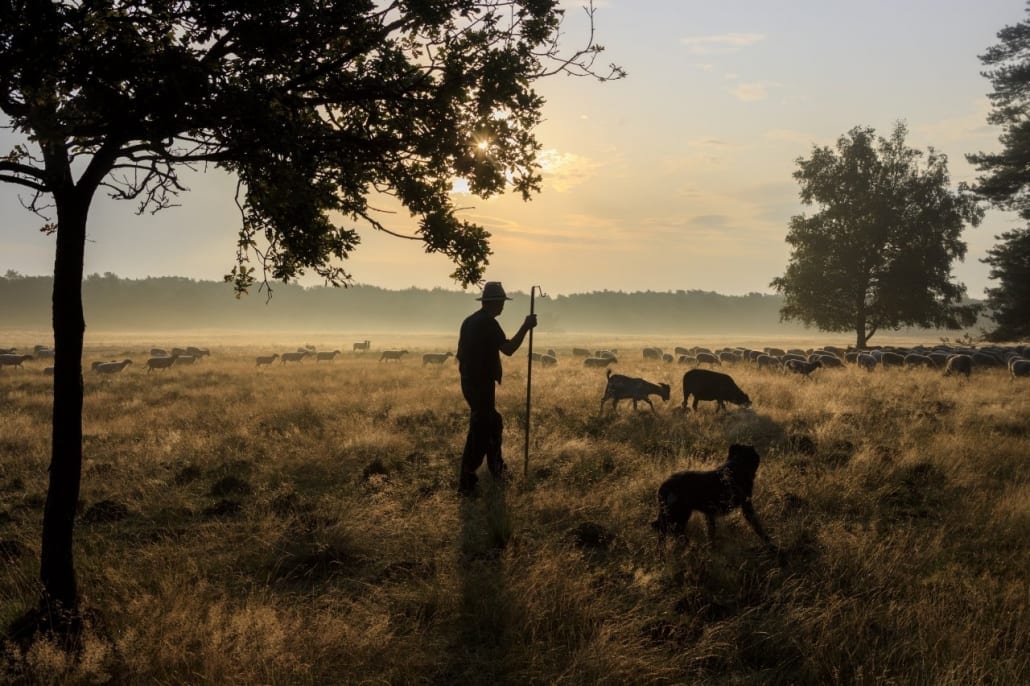 taxi naar de veluwe schaapjes kijken